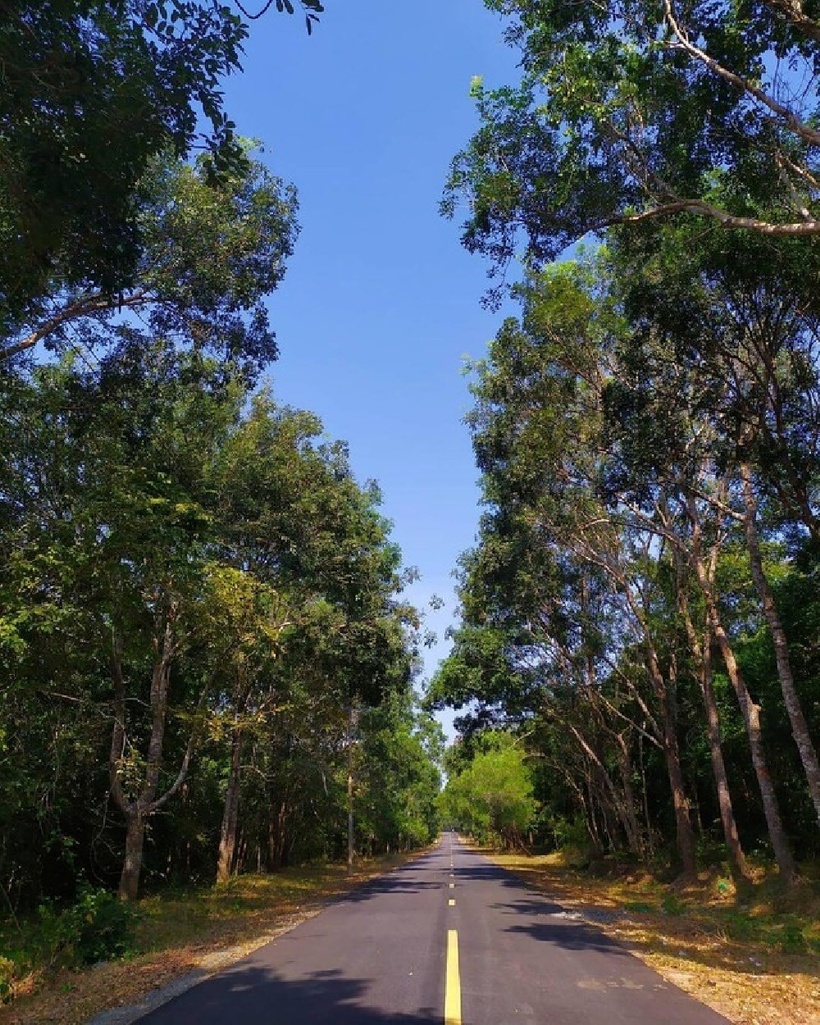 Đường xuyên rừng Bình Châu – Tân Thành.