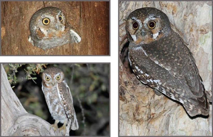 Môi trường sống của cú Elf trải dài từ các vùng sa mạc và hẻm núi ở Tây Nam Hoa Kỳ, qua miền trung Mexico cho đến bán đảo Baja California.