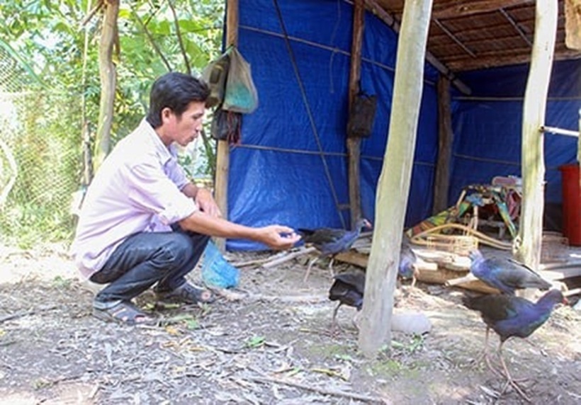 Anh Bùi Văn Triều nuôi chim trích cồ. Ảnh: Dân Việt