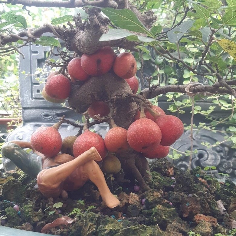 Cây sung, còn được biết đến với các tên gọi như cây Ưu Đàm Thụ hay cây Tụ Quả Dong, là một loại cây thân gỗ rất phổ biến ở nước ta.