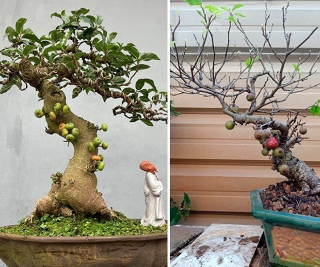 Trên thị trường, một cây sung bonsai có giá dao động từ vài trăm nghìn đến vài triệu đồng. Đặc biệt, những cây lâu năm với dáng thế độc đáo, lạ mắt có thể đạt giá trị vài trăm triệu đến cả tỷ đồng.