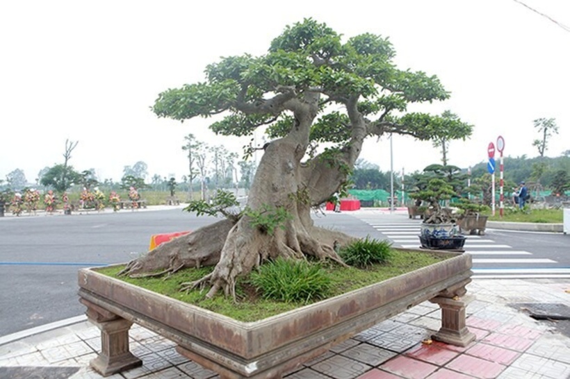 Tác phẩm sung "khủng" có tên “Thành quả sung túc”. Cây này có giá 10 tỷ đồng thu hút sự chú ý của giới chơi cây.