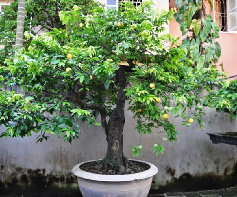 Cây thị, vốn là loại cây ăn quả quen thuộc ở khắp các làng quê Việt Nam, nay đã "lên đời" khi được tạo dáng thành bonsai. Những chậu thị bonsai không chỉ đẹp mắt mà còn sai trĩu quả, tỏa hương thơm nức mũi, mang đến một vẻ đẹp độc đáo và gần gũi cho không gian sống hiện đại.