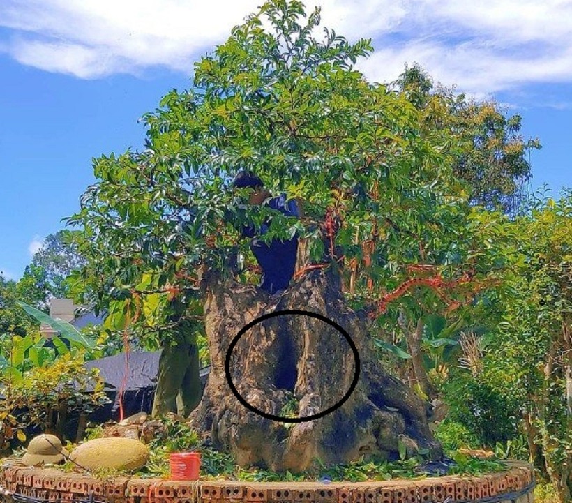 Cây thị cổ có hốc to giữa thân nhưng cây vẫn xanh tốt.
