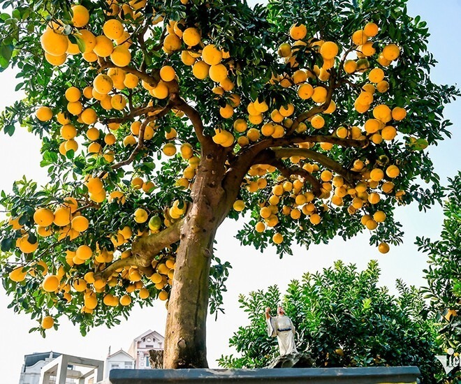 Thị trường bưởi bonsai hiện nay đang rất sôi động với đa dạng về kiểu dáng và kích thước. Ảnh: Báo Thanh Niên.