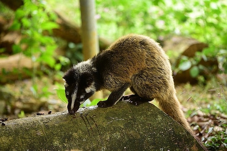 Cầy vòi mốc là loài động vật hoang dã, thuộc Nhóm II trong danh mục động vật rừng nguy cấp, quý, hiếm cần được bảo vệ. Ảnh: Nông nghiệp Hữu cơ Việt Nam