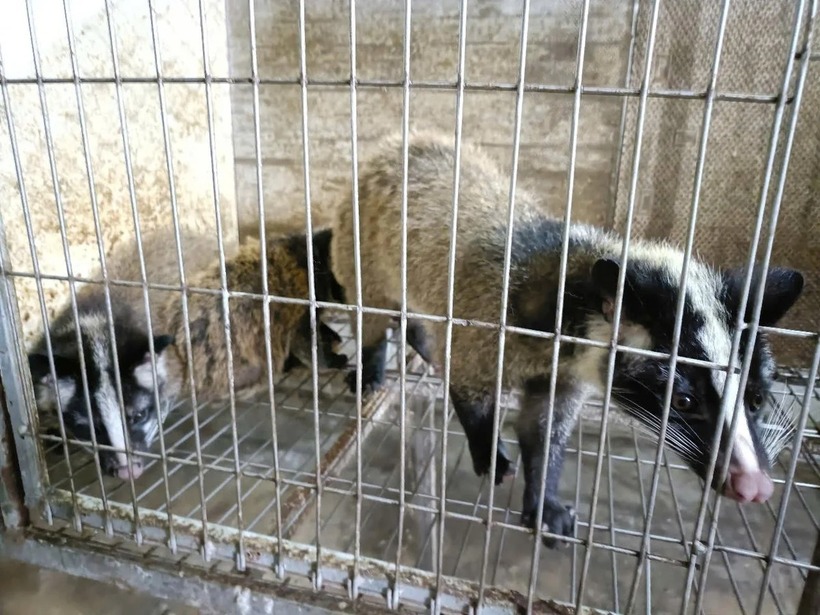 Một cặp cầy vòi mốc hiện nay có giá trị khoảng 20 triệu đồng. Ảnh: Nông nghiệp Môi trường