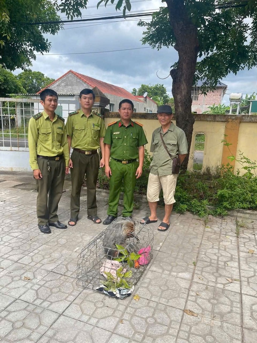 Bàn giao cá thể khỉ mặt đỏ cho Hạt Kiểm lâm Quảng Ninh. (Ảnh: Báo Quảng Trị)