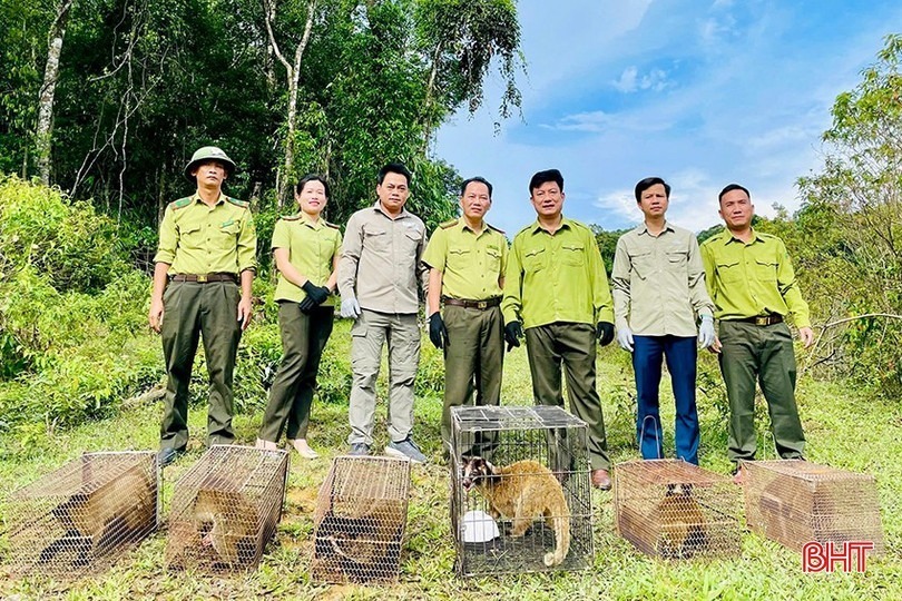 Các loài động vật hoang dã quý hiếm thuộc Nhóm IIB được thả về tự nhiên. (Ảnh: Báo Hà Tĩnh)