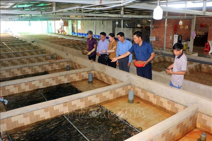 Anh Nguyễn Thanh Tân (thứ hai từ phải sang) đang giới thiệu khu vực nuôi lươn. Ảnh: TTXVN