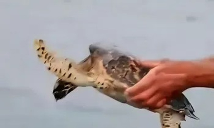 Hình ảnh con rùa được giải cứu. Ảnh cắt từ clip