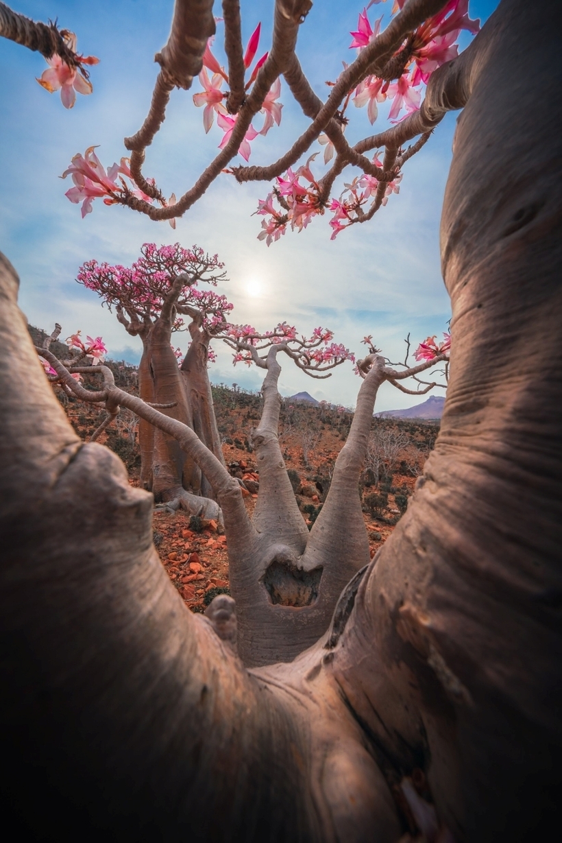 Một loại thực vật kỳ lạ không kém khác là Desert Rose “hồng sa mạc” với phần thân phình to, có khả năng giữ nước cao giúp cây có thể bám rễ chắc chắn với sức sống mãnh liệt vươn trên mảnh đất cằn cỗi.