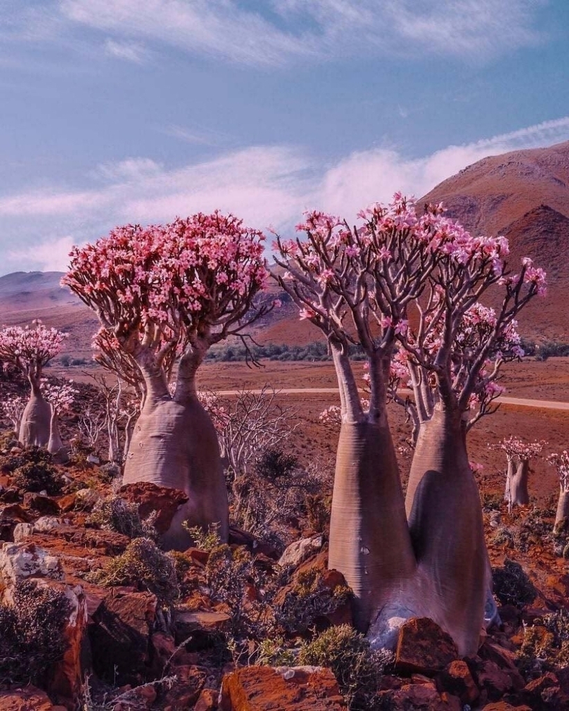 Có những loại cây và động vật ở Socotra được biết đến với những hình dạng và màu sắc kỳ lạ, khiến cho nhiều người cảm thấy như đang đặt chân đến một thế giới khác.