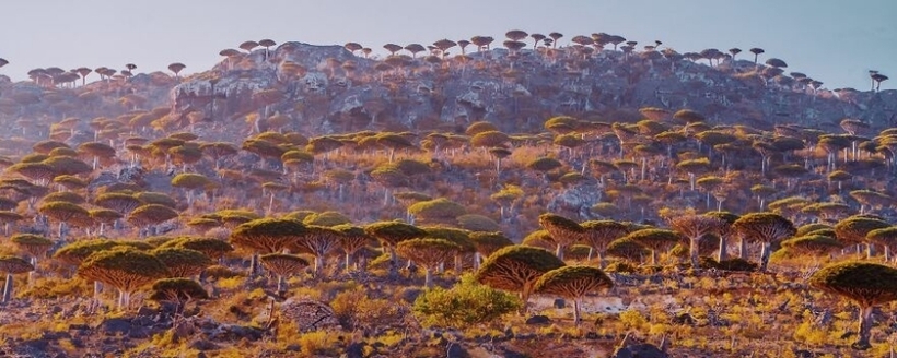 Socotra là hòn đảo thuộc sở hữu của Yemen, nằm ở phía Tây Bắc của Ấn Độ Dương. Với khí hậu nóng gay gắt, hòn đảo biệt lập này có hệ thống động, thực vật cực kỳ độc đáo với hơn 700 loài đặc biệt.