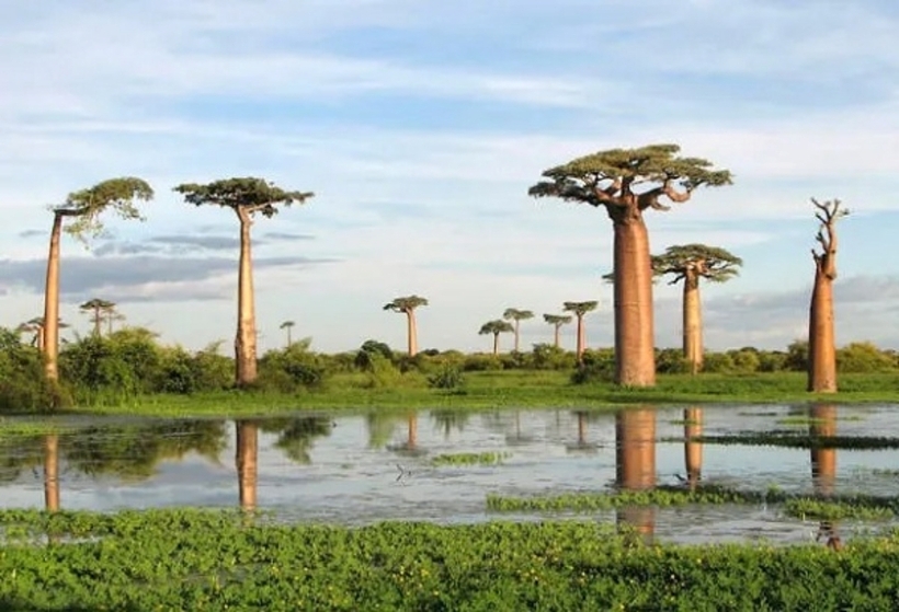Socotra có tầm quan trọng đặc biệt đối với điểm nóng đa dạng sinh học vùng Sừng châu Phi, được mệnh danh là “Galápagos của Ấn Độ Dương” - một “bảo tàng sống và nơi trưng bày quá trình tiến hóa” độc đáo của tự nhiên.