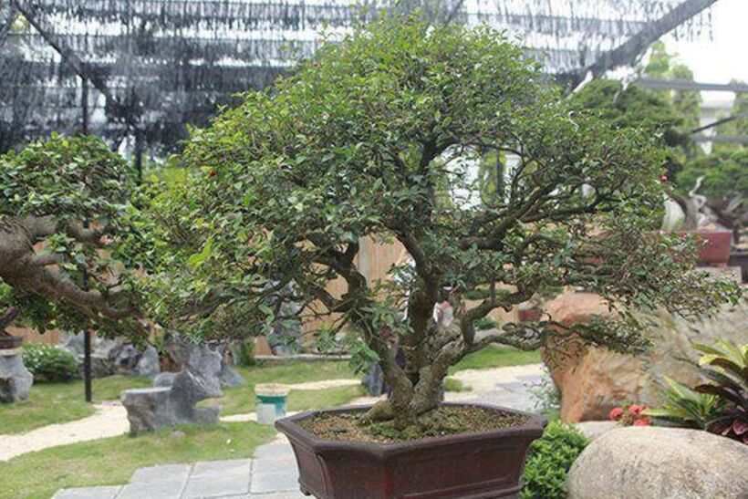 Chậu hồng ngọc mai của anh Phong đã được trả giá 200 triệu đồng, nhưng anh từ chối bán. Ảnh: Tri Thức & Cuộc sống.