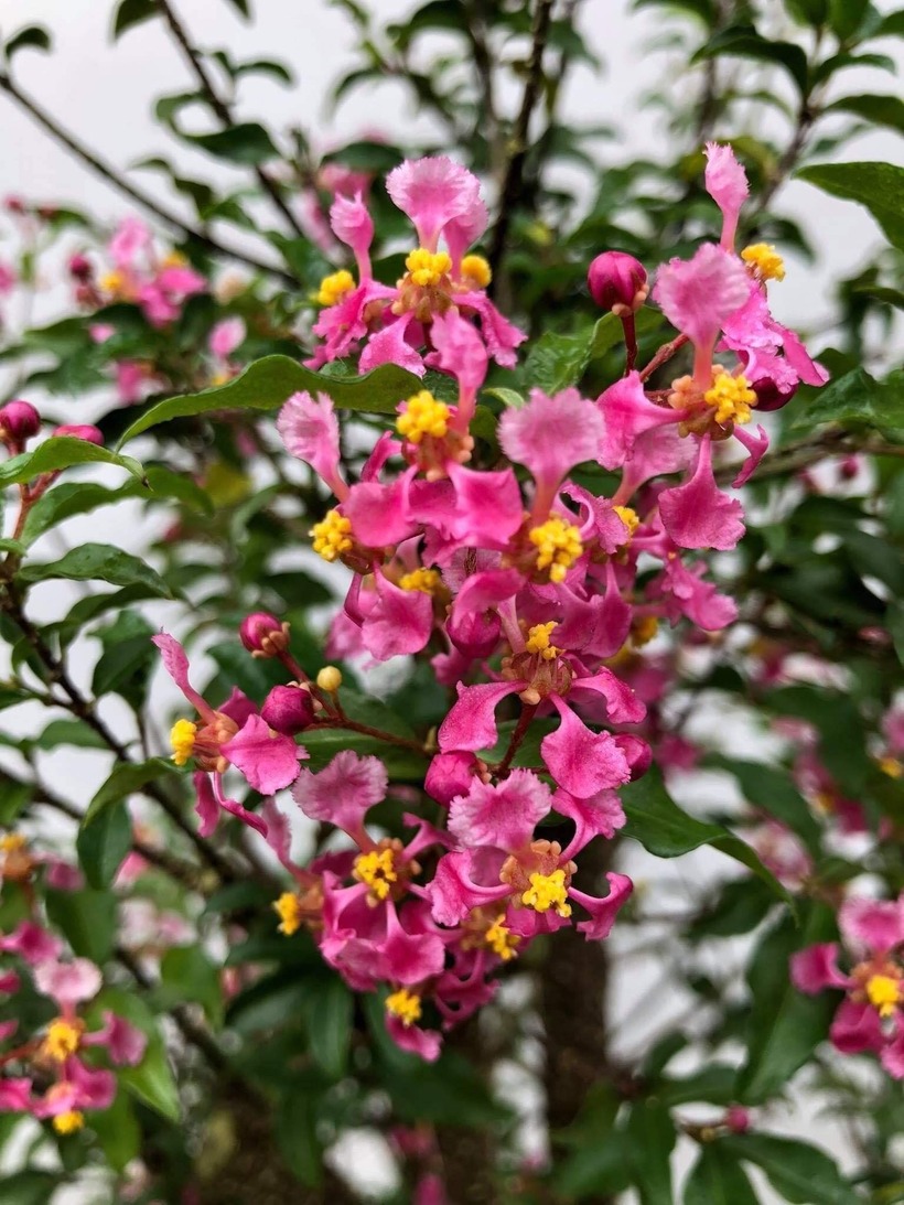 Việc tạo ra một cây hồng ngọc mai bonsai hoàn chỉnh là cả một nghệ thuật đòi hỏi sự kiên trì vượt bậc và công phu trong từng công đoạn. Ảnh: Thanh Niên.
