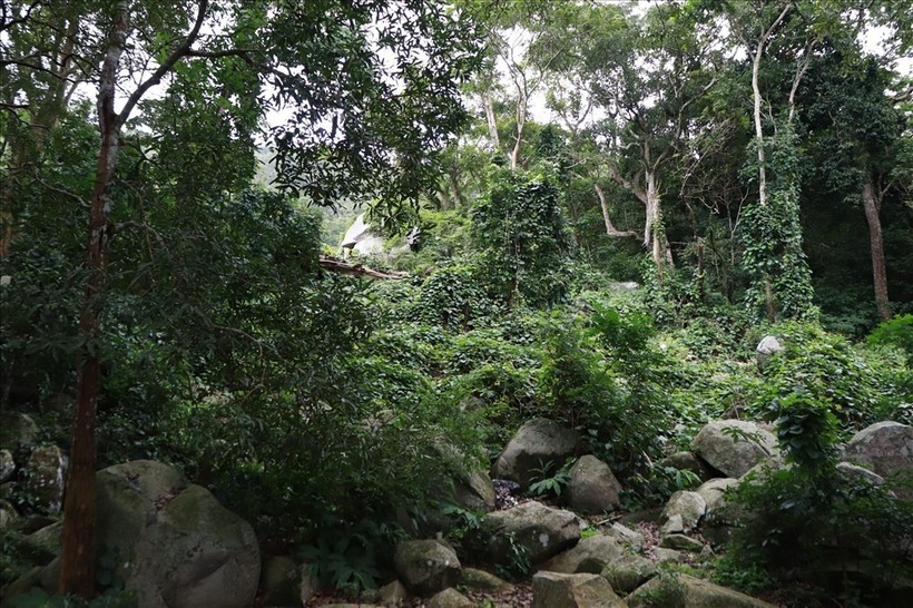 Thiên nhiên hoang sơ trên núi Tà Cú. (Ảnh: Lao động)
