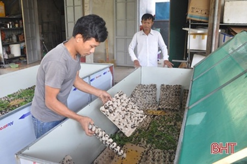 Tuấn đang hạnh phúc với nghề nuôi dế thương phẩm. Ảnh: Báo Hà Tĩnh