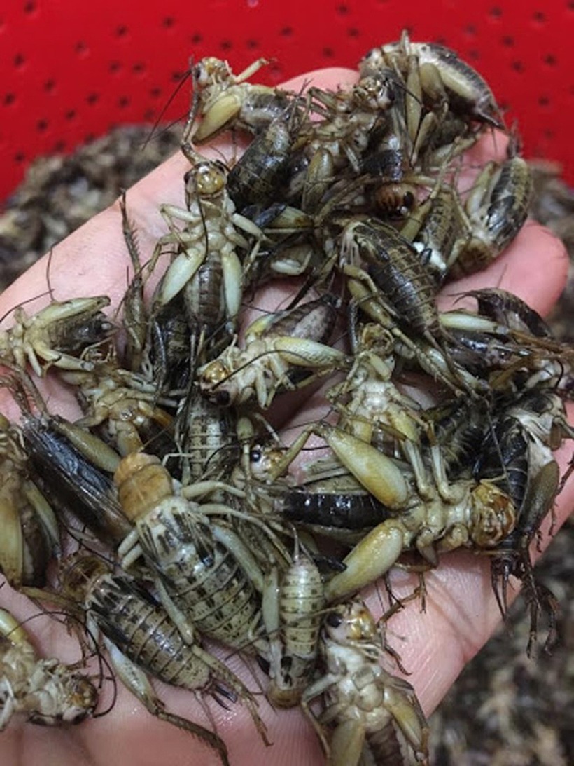 Nhờ nuôi dế thương phẩm mà Tuấn có nguồn thu đủ nuôi khỏe cả gia đình mình. Ảnh: Dân trí