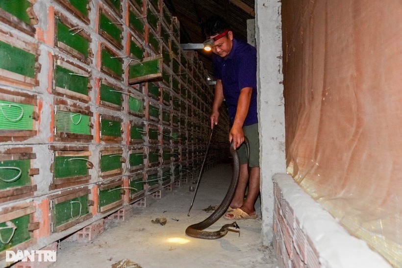 Anh Bình chế ngự con rắn hổ mang thương phẩm trọng lượng khoảng 2kg với cây gậy bắt rắn. Ảnh: Dân trí