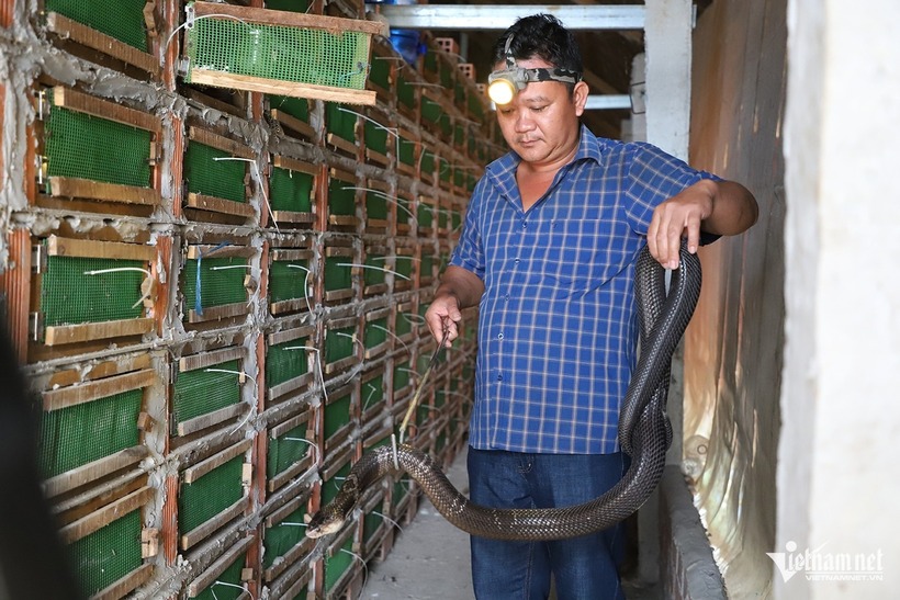 Anh Bình cho rắn hổ mang ở trong các hộc nhỏ, bên trong lót đất, tạo môi trường gần giống tự nhiên. Ảnh: VietNamnet
