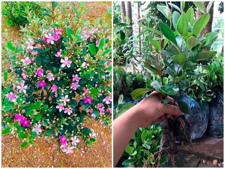Sim rừng, loài cây mọc hoang dại ở bìa rừng, đã trở nên quen thuộc hơn khi nhiều người dân mang về trồng để thu hoạch quả bán ra thị trường trong vài năm gần đây. Ảnh: Arttimes