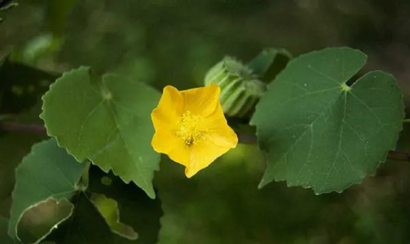 Sử dụng sản phẩm chứa cây cối xay sẽ giúp cải thiện ù tai, có tiếng ve kêu trong tai