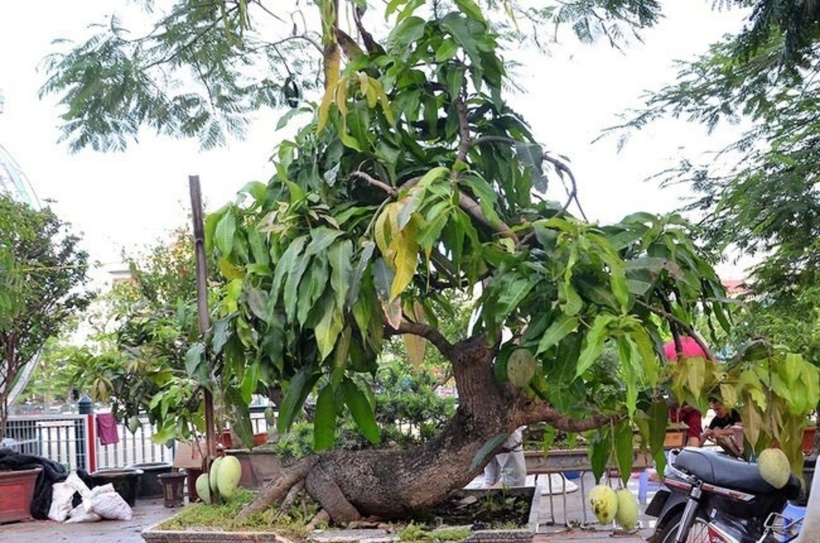 Nhiều loại cây ăn quả quen thuộc đã được các nghệ nhân tạo hình thành bonsai độc đáo, trong đó nổi bật là xoài bonsai.