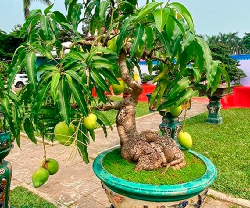 Xoài bonsai có giá thành đắt nhưng vẫn rất được ưa chuộng.