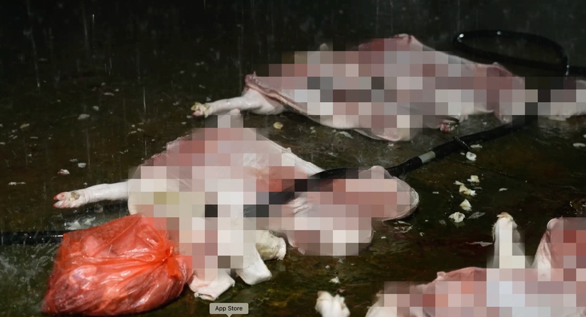 Hàng tấn thịt, nội tạng dương tính với virus dịch tả lợn Châu Phi được cơ quan chức năng phát hiện