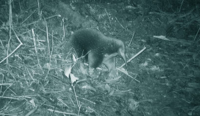 Một sinh vật với lưng đầy gai nhím, là động vật có vú nhưng lại đẻ trứng, vừa được tìm thấy sau 60 năm bị tuyên bố tuyệt chủng. Ảnh: Sci.News