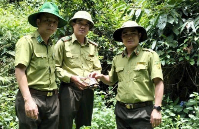 Cá thể rùa hộp trán vàng được thả về tự nhiên. Ảnh: Sức khỏe & Đời sống