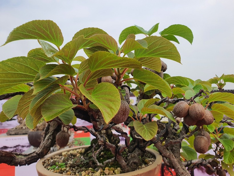 Trên thị trường hiện nay, có nhiều nơi bán bonsai kiwi lùn để làm cảnh. Ảnh: Người Đưa tin.