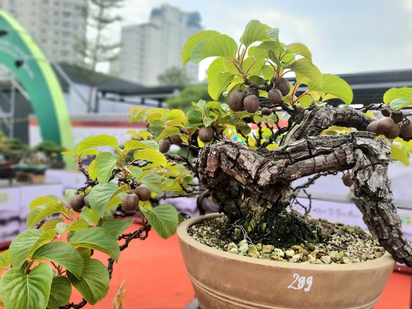 Chỉ với đôi bàn tay khéo léo, những cây kiwi ăn quả bình thường có thể biến thành bonsai kiwi – một tác phẩm cây cảnh nghệ thuật vô cùng độc đáo và thú vị. Ảnh: Người Đưa tin.