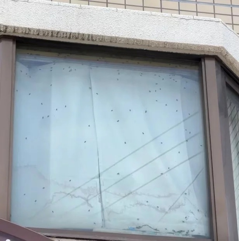 Người đàn ông cảm thấy bất an khi nhìn thấy đàn ruồi bu trên cửa sổ.