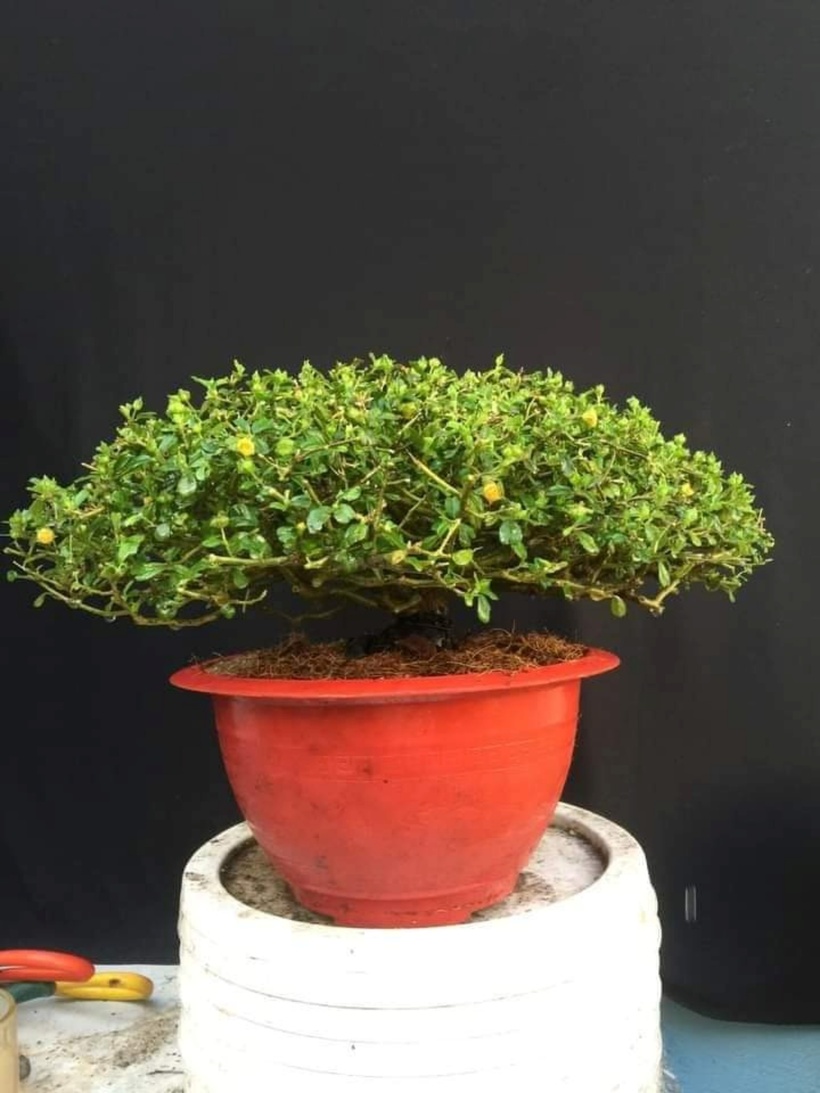 Để trồng hoa ké trong chậu, bạn cần nắm rõ đặc tính sinh trưởng của chúng.