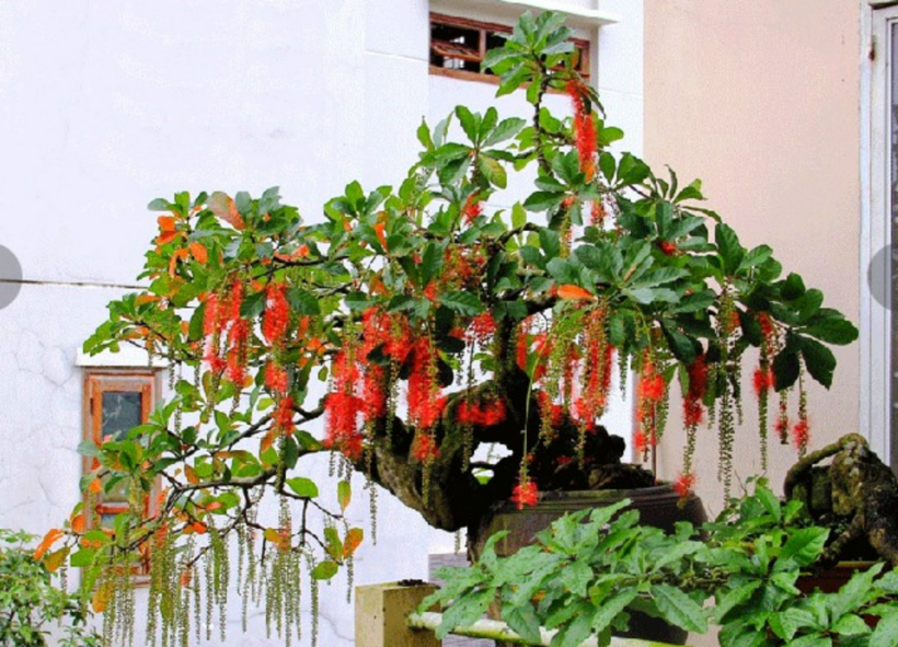 Hiện nay, nhiều cây mưng bonsai đã được xác định giá từ một số ít đến hàng trăm triệu đồng, thậm chí có cây quý hiếm lên đến tỷ đồng.