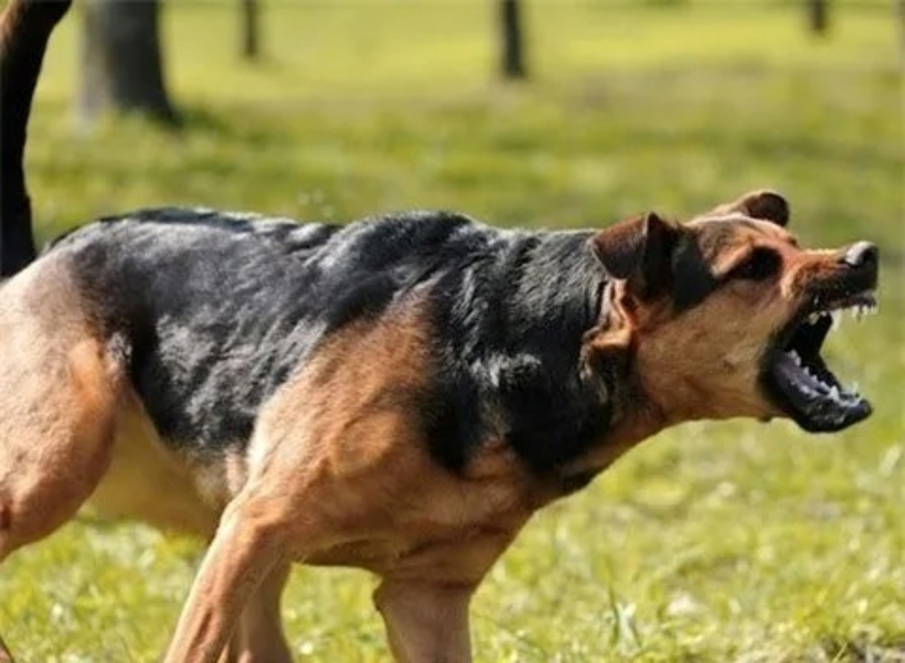 Khi bị chó mèo cào, cắn cho dù chỉ là một vết xước nhỏ, người dân cũng nên tiêm ngừa vaccine phòng bệnh dại. Ảnh minh họa