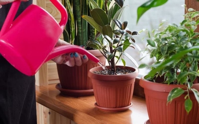 Bón phân đúng cách sẽ thúc đẩy cây phát triển khỏe mạnh.