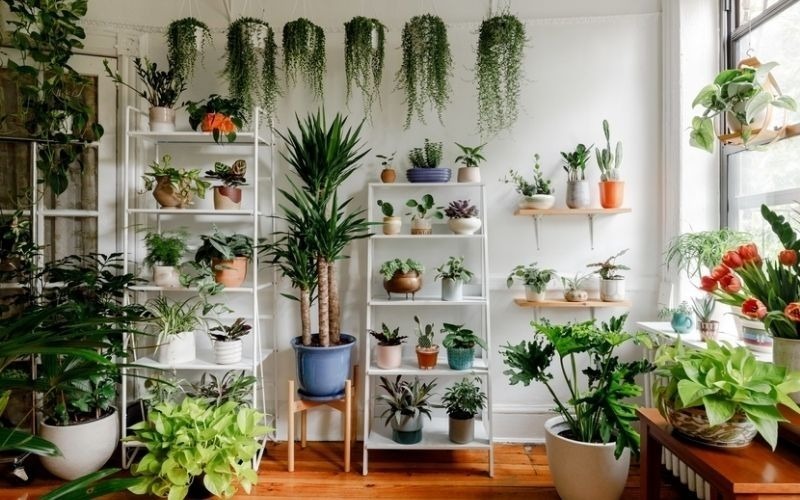 Ánh sáng là yếu tố quan trọng hàng đầu để cây phát triển.