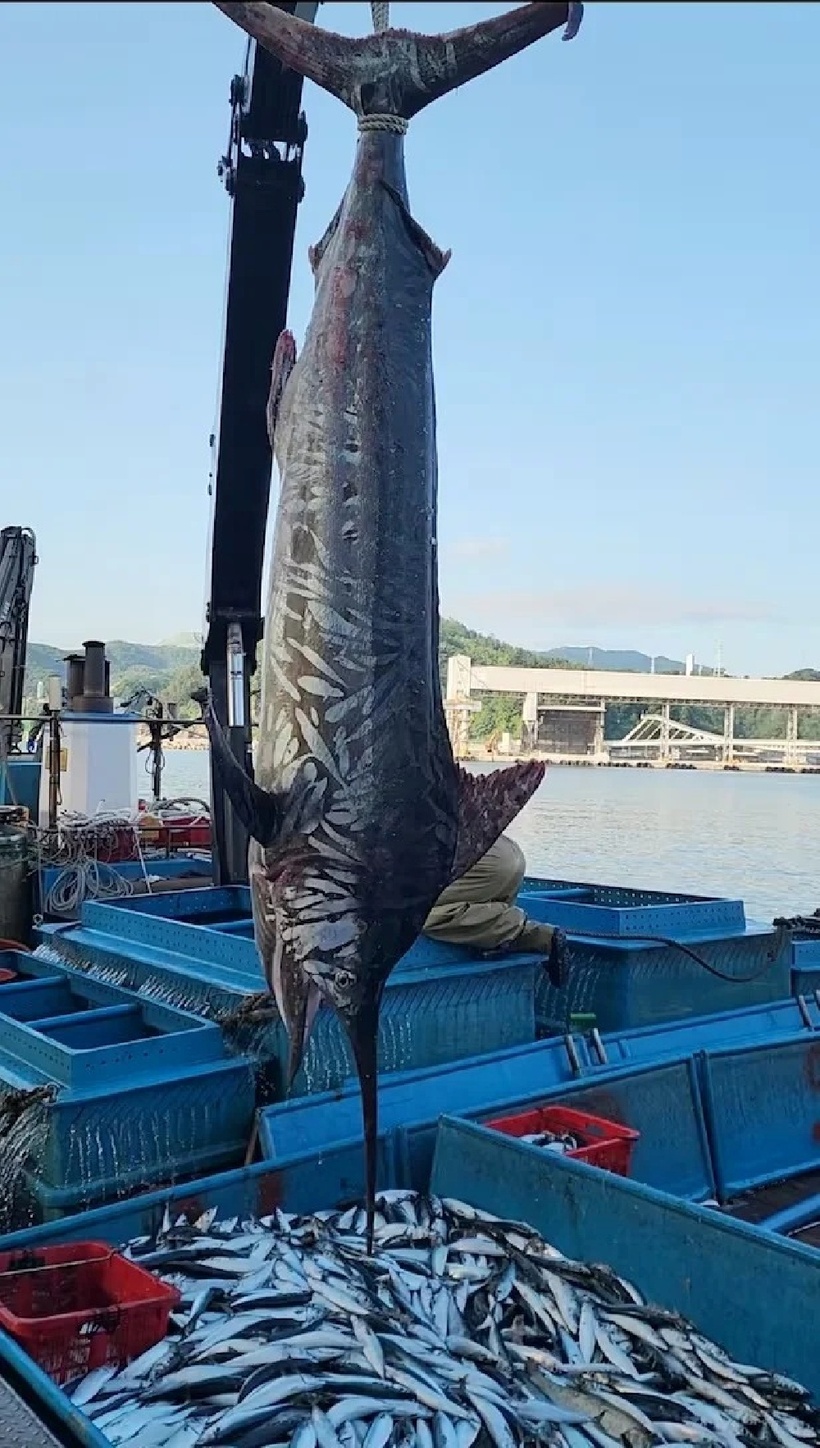 Con cá marlin khổng lồ dài 3 mét, nặng tới 226 kg vừa được ngư dân đánh bắt ngoài khơi bờ biển Samcheok, tỉnh Gangwon, Hàn Quốc. Ảnh: Saostar.