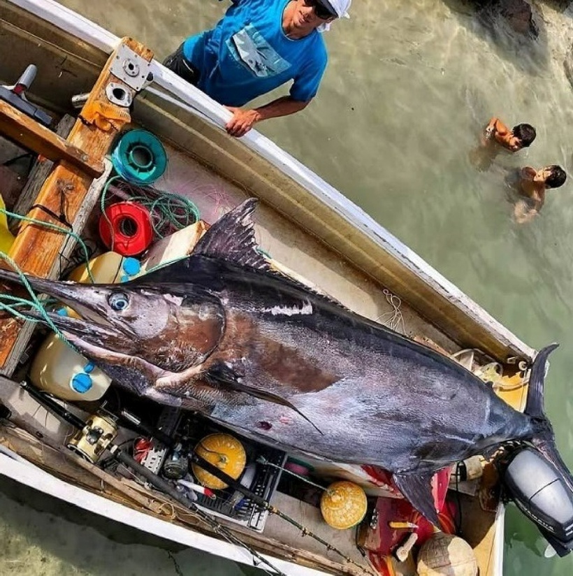 Con cá marlin xanh (cá cờ) khổng lồ nặng khoảng 332 kg. Ảnh: Người đưa tin.