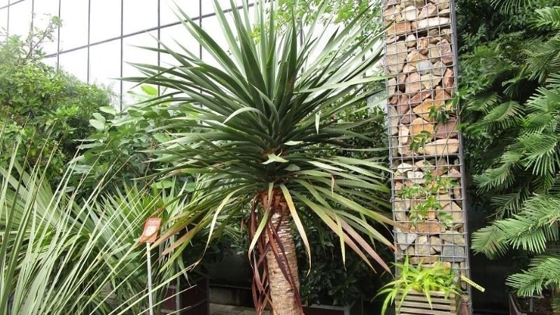 Cây đại lộc ưa sáng