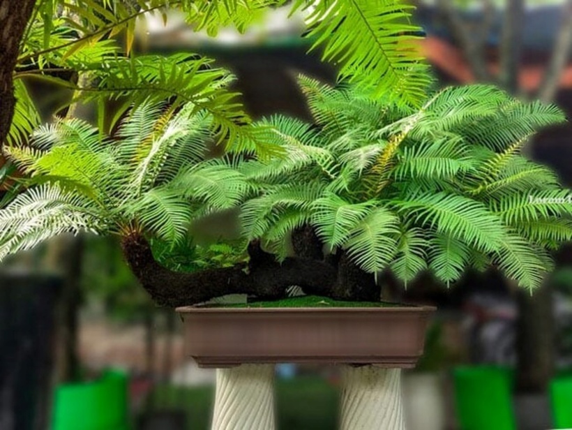 Để chăm sóc và bảo dưỡng cây hàng ngày nên đặt cây ở môi trường mát mẻ, thông gió và đặc biệt môi trường cần được giữ ẩm.