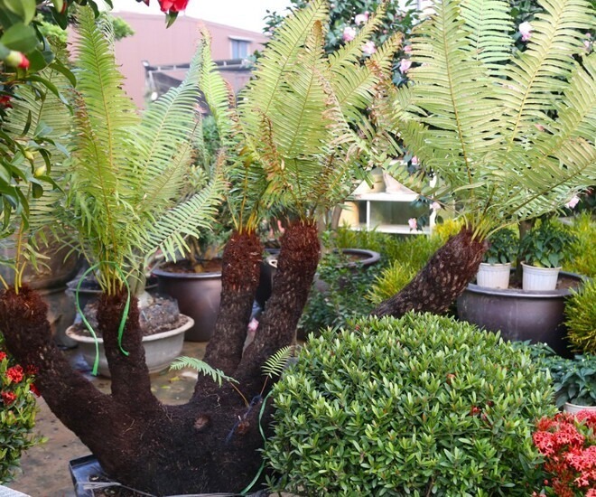 Dương xỉ bonsai được bán trên thị trường với nhiều mức giá khác nhau, phụ thuộc vào kích thước và độ tuổi của cây.