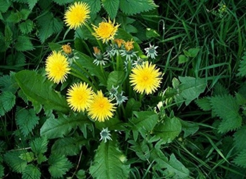 Loại rau thuộc “top tốt nhất thế giới” mọc đầy ở Việt Nam siêu tốt cho gan - 1