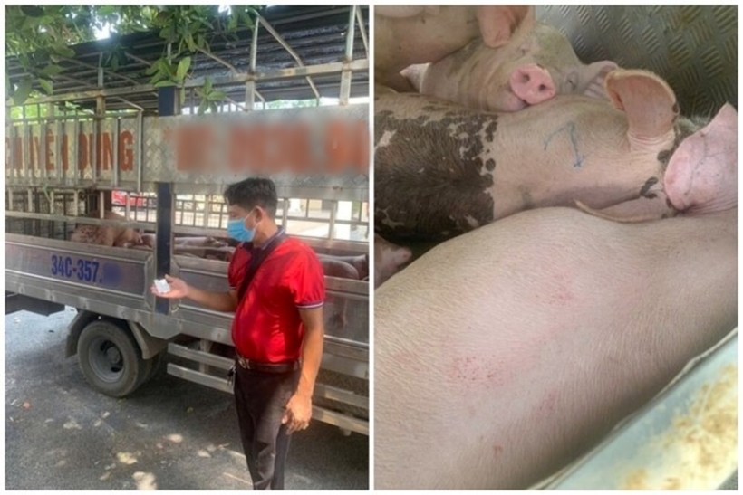Chiếc xe tải vận chuyển lợn không rõ nguồn gốc, không có giấy chứng nhận kiểm dịch động vật theo quy định, bị phát hiện. Ảnh: Lao Động