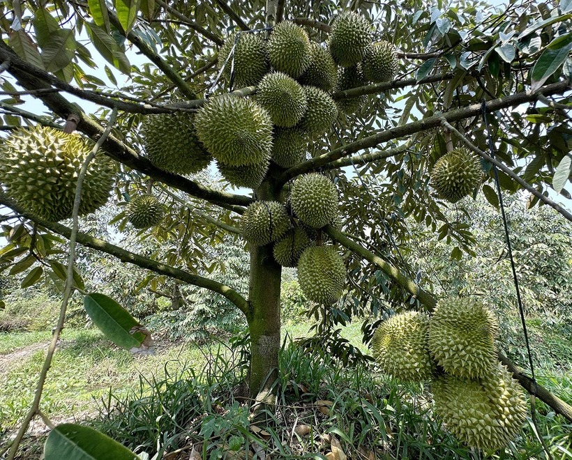 Vườn sầu riêng rộng lớn của gia đình anh Đình Tuyễn. Ảnh: Tri thức & Trực tuyến