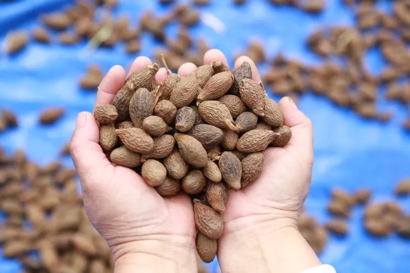 Ươi bay năm nay giá 400.000-500.000 đồng/kg tuỳ chất lượng hạt và thời điểm. (Ảnh: Pháp luật TP.HCM)